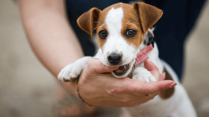 Jack Russel Mouthing