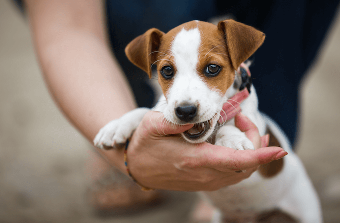 How to Stop a Puppy from Biting: 3 Fast & Easy Steps | All Things Dogs