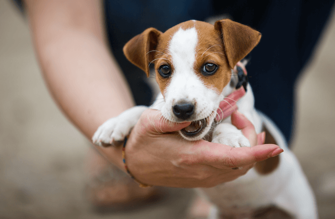 Puppy mouthing their owner