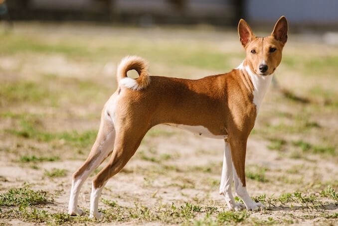 how long are dogs in heat the first time