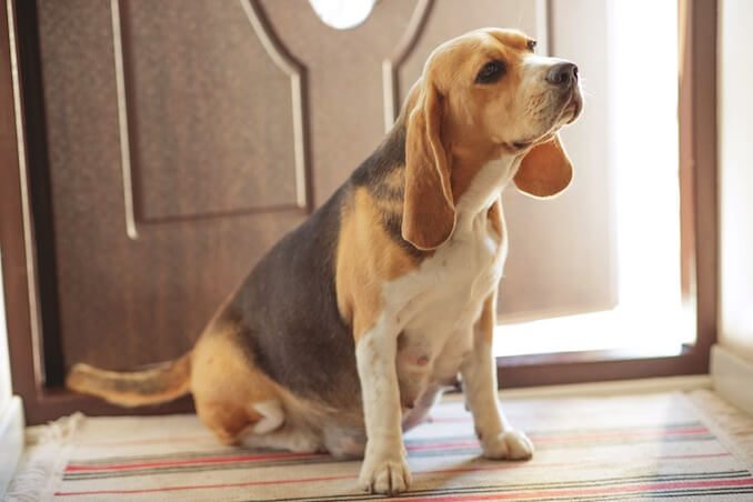 A Pregnant Beagle Dog Sat Down