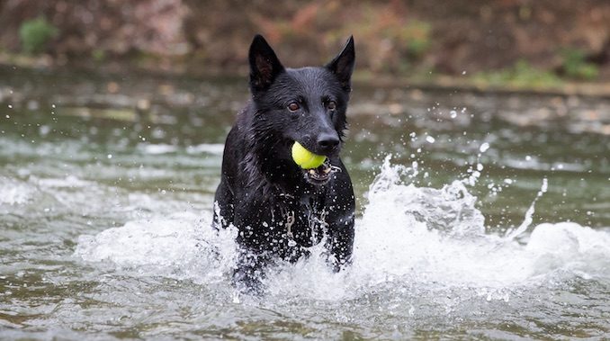 Black German Shepherd Dog