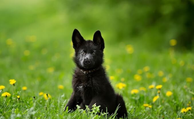 Black German Shepherd Puppy in the Forest