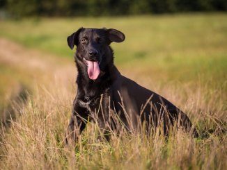 Border Collie Lab Mix