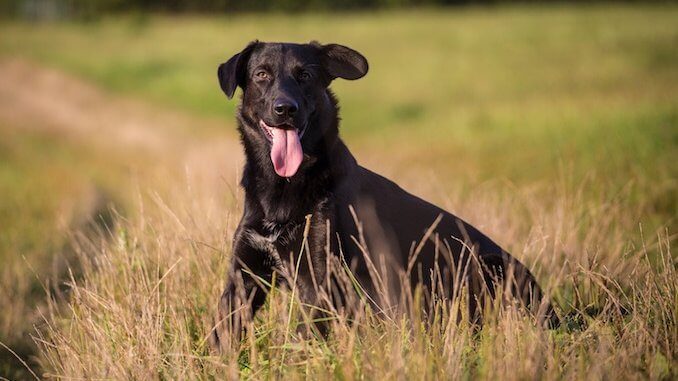 Border Collie Lab Mix