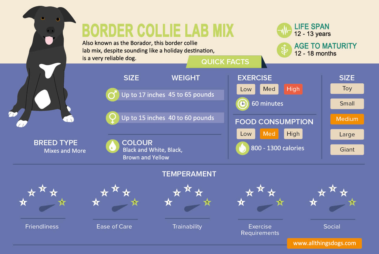 Border Collie Color Chart