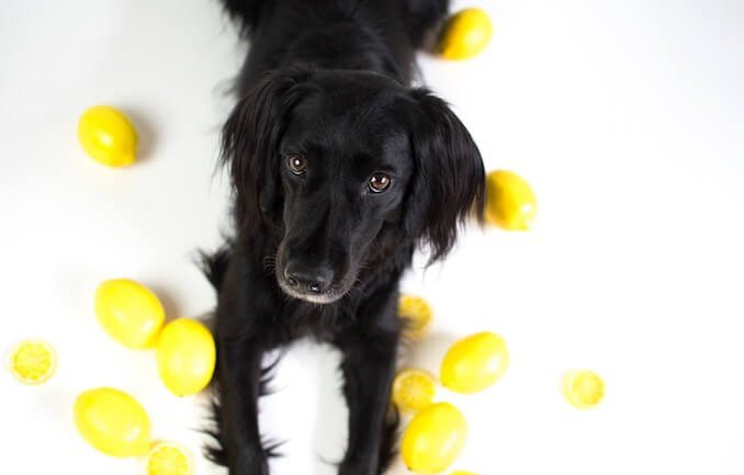 Border Collie Lab Mix Temperament