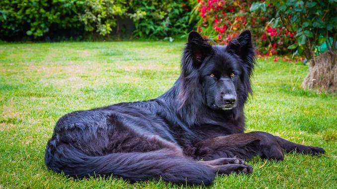 Breed Standard for a Black GSD