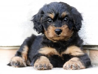 Complete Cavapoo Guide 6 Must Read Facts Cover