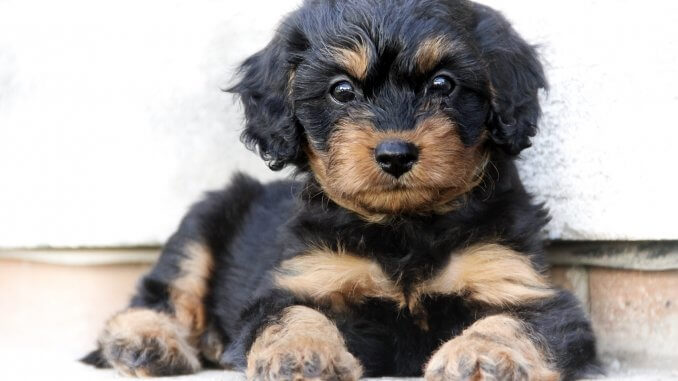 Complete Cavapoo Guide 6 Must Read Facts Cover