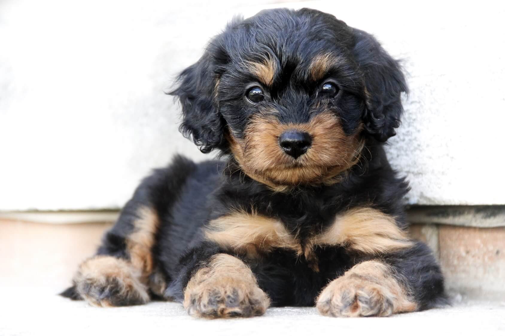 a cavapoo dog