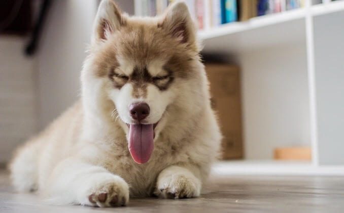 Corgi Husky Mix