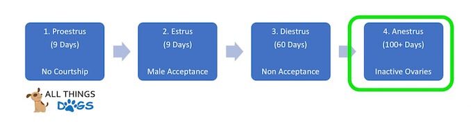 Dog Heat Cycle Anestrus