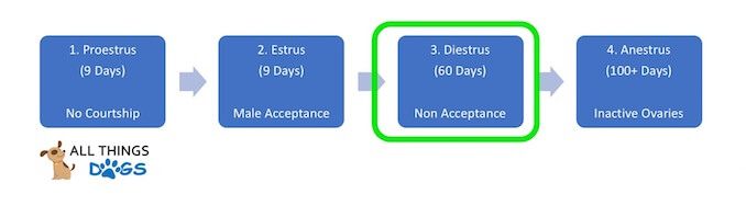 The Third Phase of a Dog's Mating Cycle