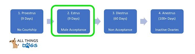 Dog Heat Cycle Estrus Process Flow