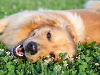 Golden retriever lying down in heat