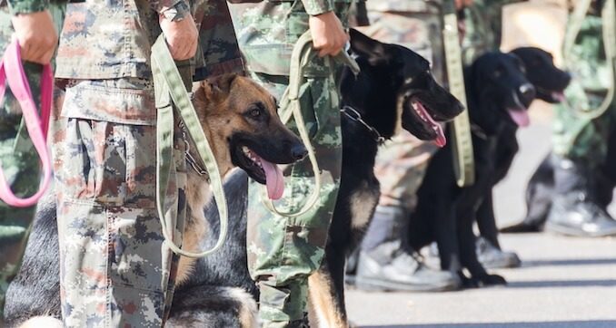 Dogs in the Military and Working Dogs