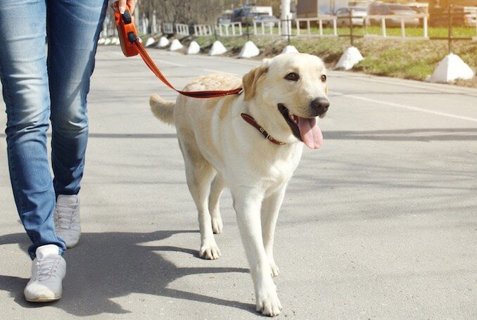 Female Dog on a Lead