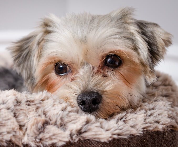 99+ Black Maltese Yorkie Mix