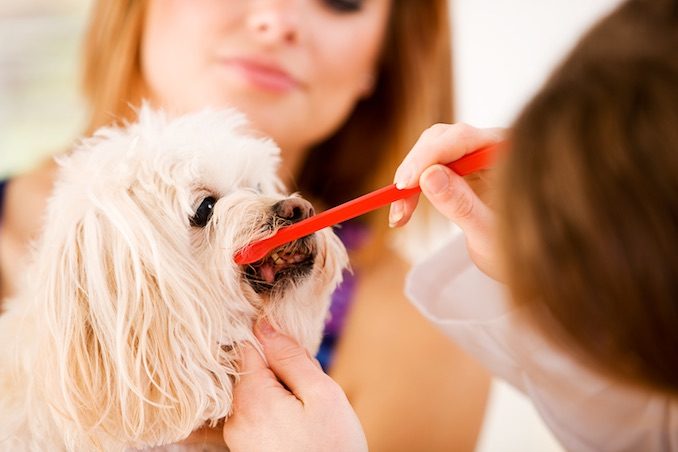 A dog having their teeth brushed