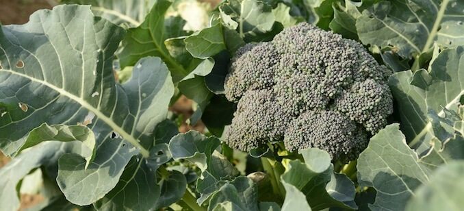 Growing Broccoli