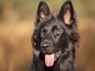 A black German shepherd