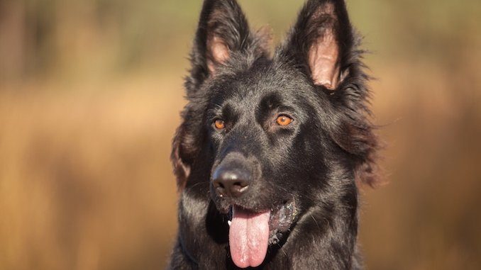 A black German shepherd