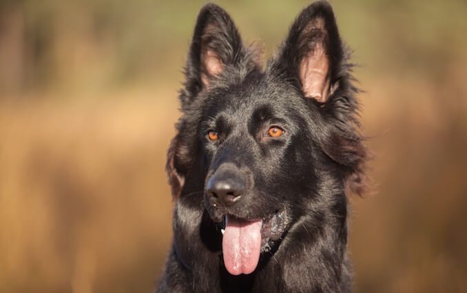 black fluffy german shepherd