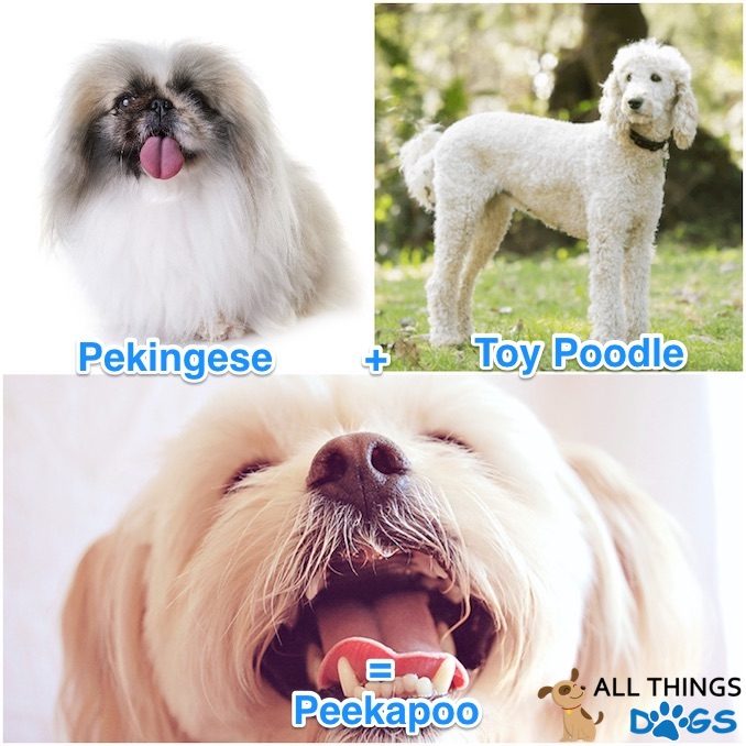 Peekapoo, Pekingese and Poodle