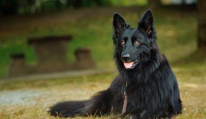 Black German Shepherd - The Ultimate Breed Guide | All Things Dogs