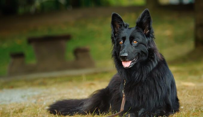 pure black german shepherd dog