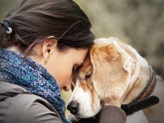 Loyalty Between Canines and Humans