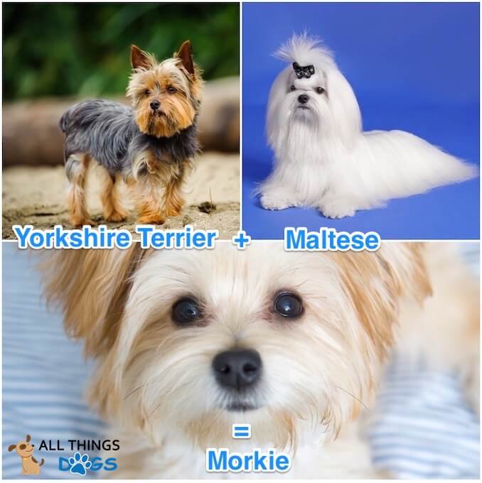 morkie dog breed