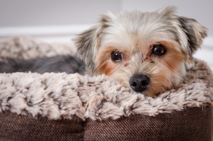 Morkie Lying Down