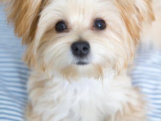 88+ Full Grown Maltese Shih Tzu Mix