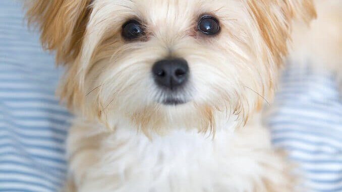 Morkie Puppy