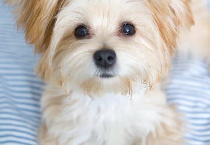 Morkie Puppy