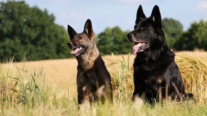 Training a Black German Shepherd