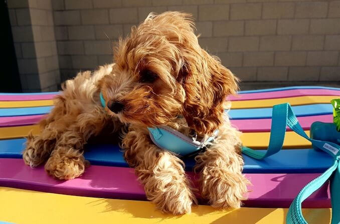 A Cavapoo is a cross breed between two purebred parents (A Poodle and a Cavalier King Charles Spaniel)