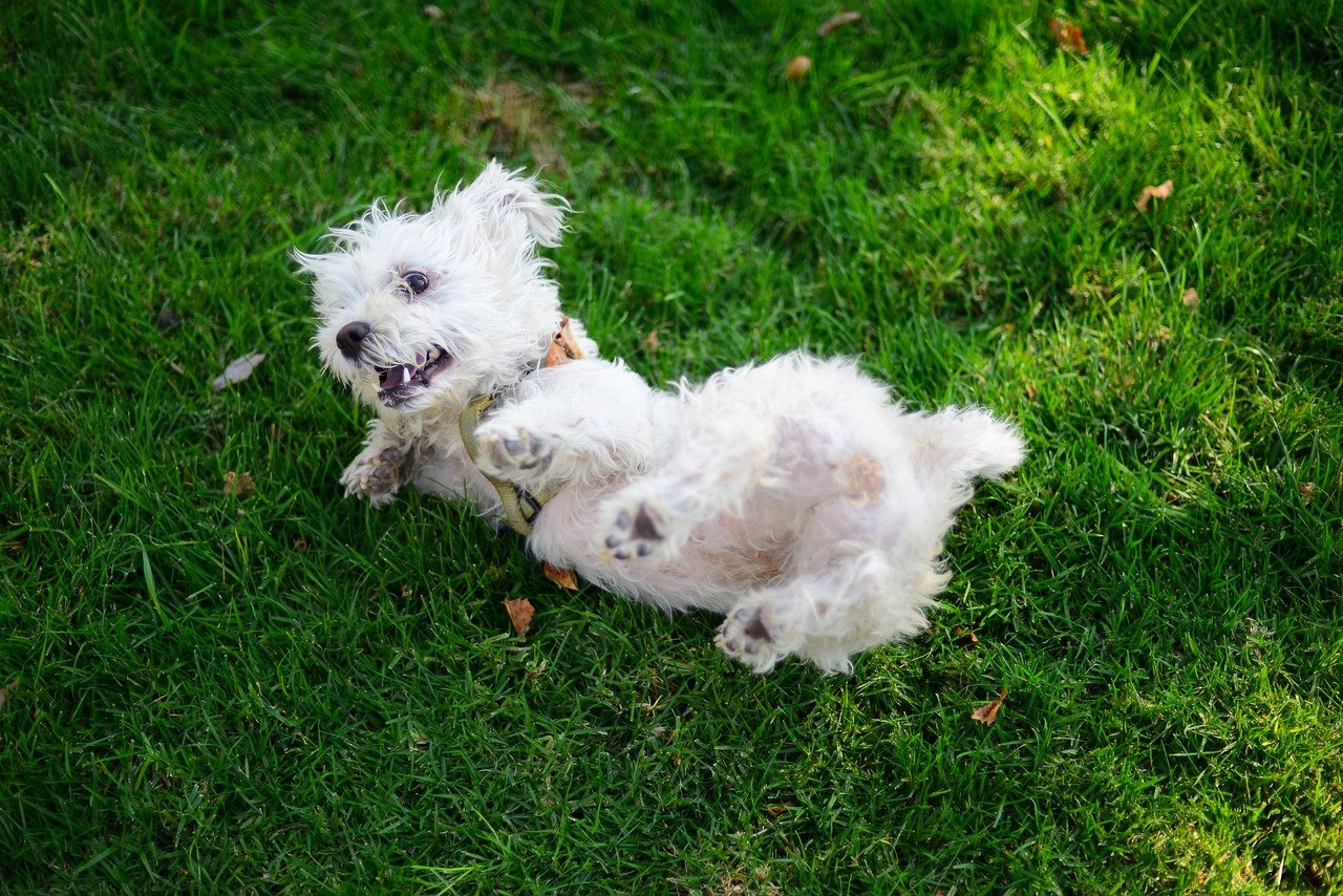 Morkie
