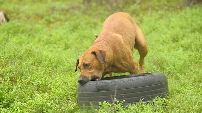 10 Most Dangerous Dogs