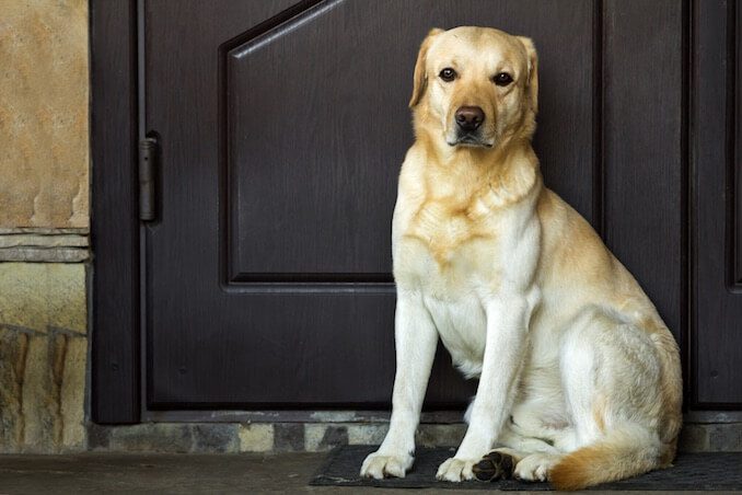 14 Dog Shelters Speak Out What You Should Know Before Adopting A