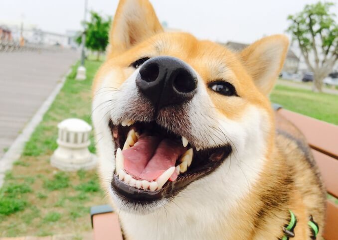 A Dog Smiling