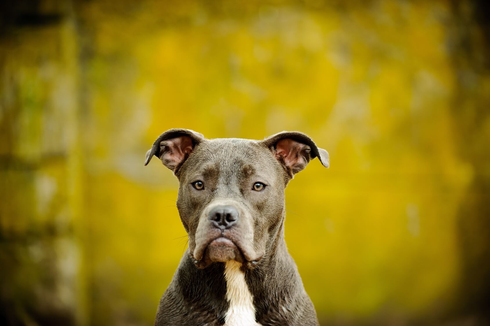 blue nose blue eyed pitbull