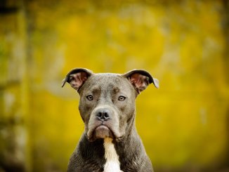 Blue Nose Pitbull Breed Profile Price, Temperament and More… Cover