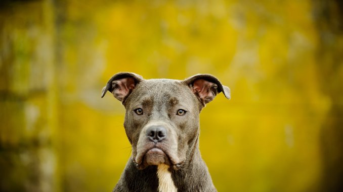 Blue Nose Pitbull Breed Profile Price, Temperament and More… Cover