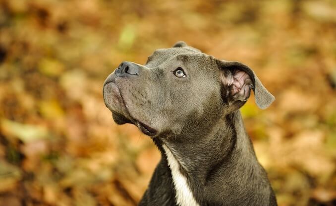 Blue Nose Pitbull