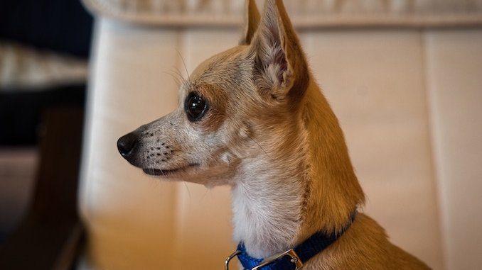 Smooth coat deer head chihuahua discount