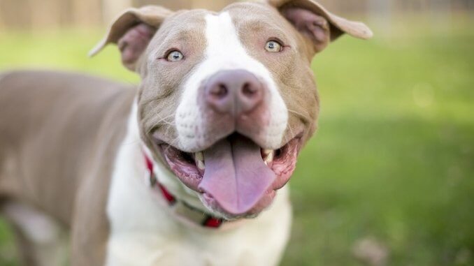 Dog Behavior and Emotions