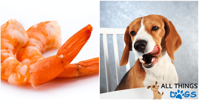 Dog Eating Shrimp